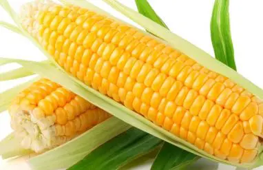 A close up of two ears of corn