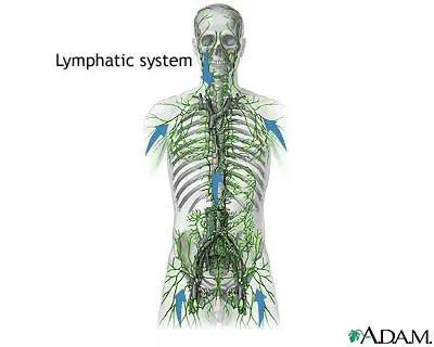 A lymphatic system is shown with the caption " lymphatic system ".
